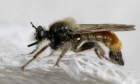 dipteraIMG_3104.jpg