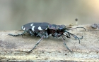 Cicindela_hybrida_.jpg