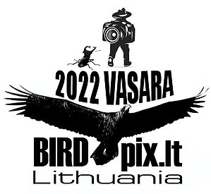 birdpixlogo.jpg