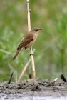 ACRARUjuv17-07-2008.jpg