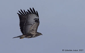 BUTEO_2021-01-14.jpg