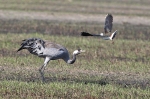 GRUGRU_2010-04-17.jpg