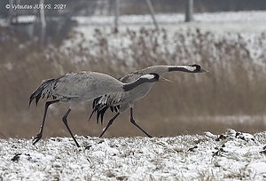 GRUGRU_2021-03-13.jpg