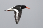 Failo pavadinimas=HAEOSTRAL.jpg
Failo dydis=91KiB
Dydis=700x460
Įkėlimo data=Lie 01, 2009 HAEOSTRAL.jpg