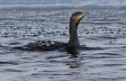 Kormoran_18-12-2009.jpg