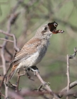 LANCOL2009-07-30.jpg