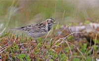 Failo pavadinimas=Pentinuota_patele.jpg
Failo dydis=431KiB
Dydis=900x558
Įkėlimo data=Lie 05, 2011 Pentinuota_patele.jpg