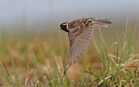 Failo pavadinimas=Pentinuota_skrenda.jpg
Failo dydis=302KiB
Dydis=900x565
Įkėlimo data=Lie 05, 2011 Pentinuota_skrenda.jpg