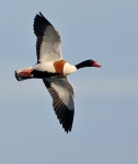 TADTAD_2010-06-06.jpg