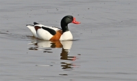 TADTAD_2011-05-29.jpg