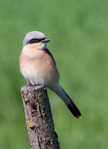 IMG_3937-2.jpg