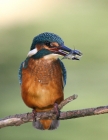 alcedo_1.JPG