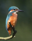 alcedo_2.JPG