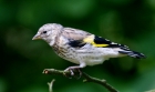 carduelis2_1.JPG