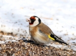 carduelis2_1~0.JPG