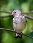 carduelis_1.JPG