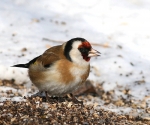 carduelis_1~0.JPG