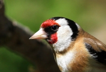 carduelis_1~1.JPG