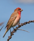 carpodacus2_1.JPG