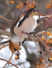 coccothraustes_1.jpg