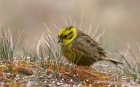 emberiza_1.JPG