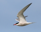 hirundo_1.JPG