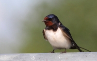 hirundo_1~3.JPG