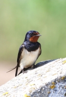 hirundo_1~4.JPG