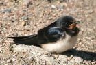 hirundo_rustica_1.jpg