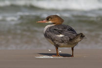 merganser.jpg