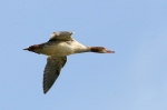 merganser_1~1.JPG