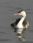 podiceps_1.JPG