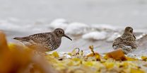 IMG_0099_Calidris_maritimus.jpg