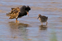 IMG_9203_gaidukas.jpg