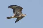 _MG_0398buteo.jpg