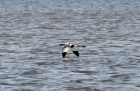 avoceteIMG_8386.jpg