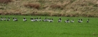 Bestandsnaam=brantleucpIMG_3731.jpg
Bestandsgrootte=90KiB
Afmetingen = 768x293
Datum toegevoegd = 22 okt 2008 brantleucpIMG_3731.jpg