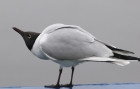 larus_ridibundDSC_3747as.jpg