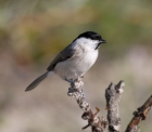 parus_montanusIMG_2993.jpg