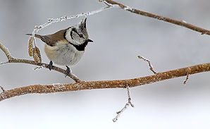 crested_tit2.jpg