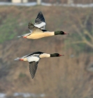 goosanders.jpg