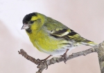 siskin.jpg