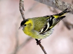 siskin2~0.jpg