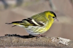 spinus4.jpg