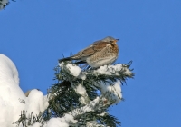 turdus.jpg