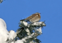 turdus.jpg