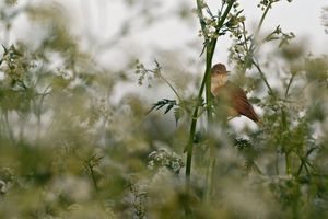 Bestandsnaam=DSC_2042-1.jpg
Bestandsgrootte=155KiB
Afmetingen = 1200x800
Datum toegevoegd = 13 jun 2017 DSC_2042-1.jpg