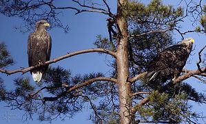IMG_0182_1.JPG
