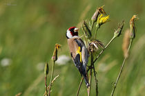 IMG_0565_1.JPG