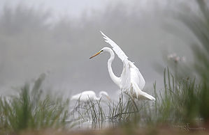IMG_2203_1.JPG